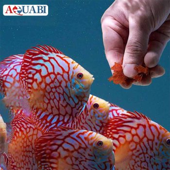 غذای ماهیان زینتی آکواریومی