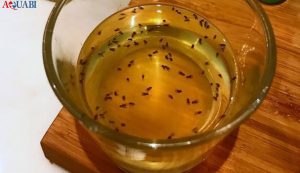 غذای زنده ماهی 