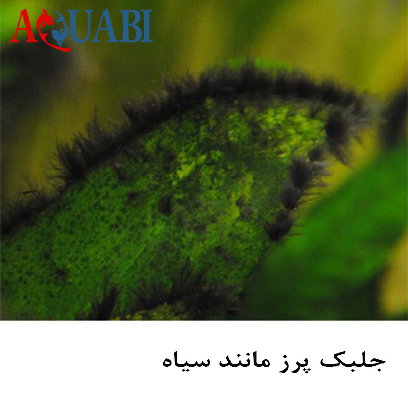 جلبک پرز مانند سیاه 