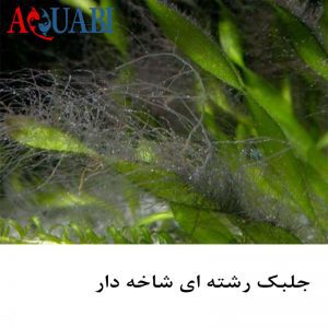 جلبک رشته ای شاخه دار 