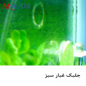 جلبک غبار سبز 