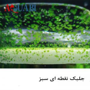 جلبک نقطه ای سبز
