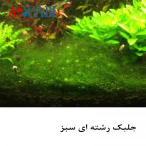 جلبک رشته ای سبز