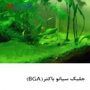 جلبک آکواریومی 