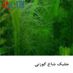 جلبک شاخ گوزنی 