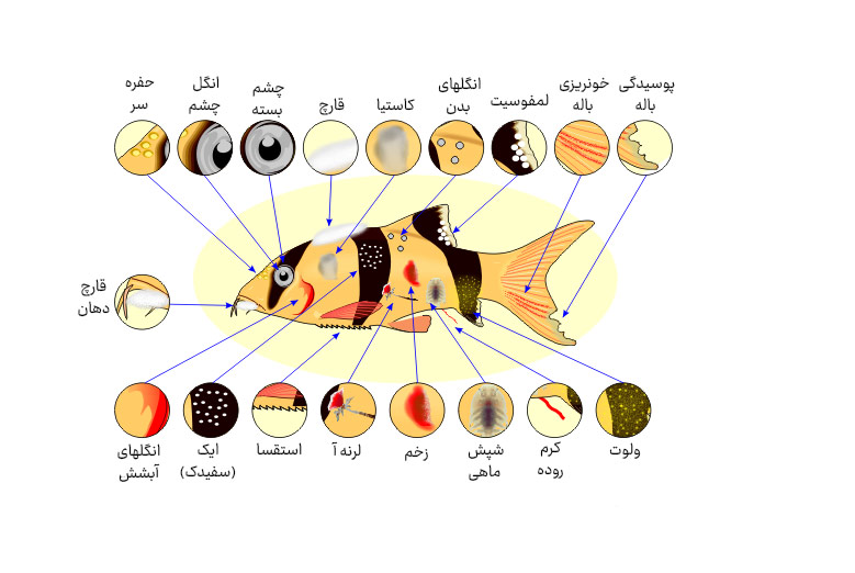 بیماری ماهیان آکواریومی