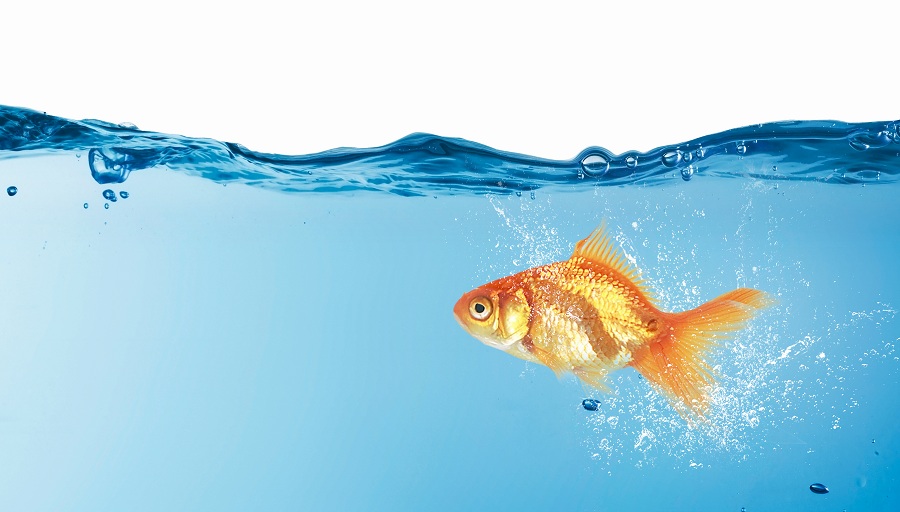آب مناسب برای آکواریوم