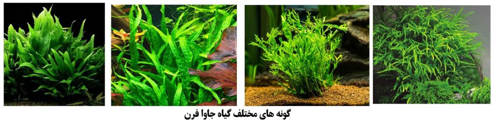 گیاه جاوافرن