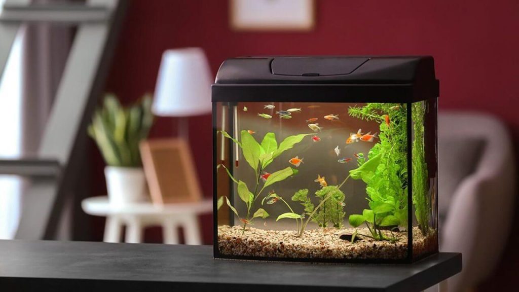 راهنمای خرید آکواریوم آب شیرین 60 تا 100 لیتر