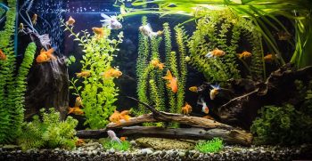 راهنمای خرید آکواریوم آب شیرین 600 تا 1000 لیتری