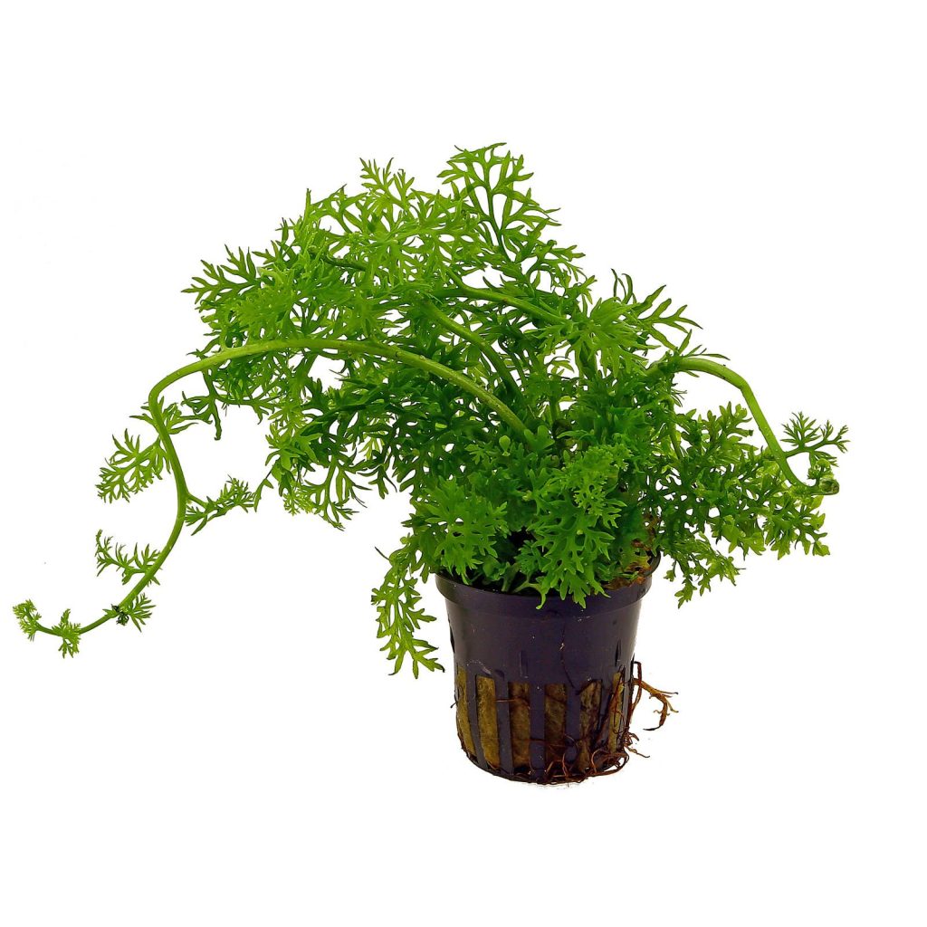 گیاه سراتوپتریس 