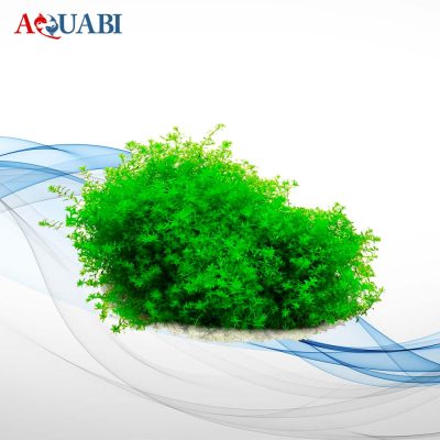 گیاه همانتوس گلومراتوس
