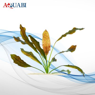 گیاه اکینودوروس