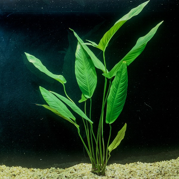 میزان co2 مناسب برای آنوبیاس گیگانتا در آکواریوم