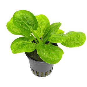 بستر مناسب برای رشد گیاه Achinodorus horizontalis