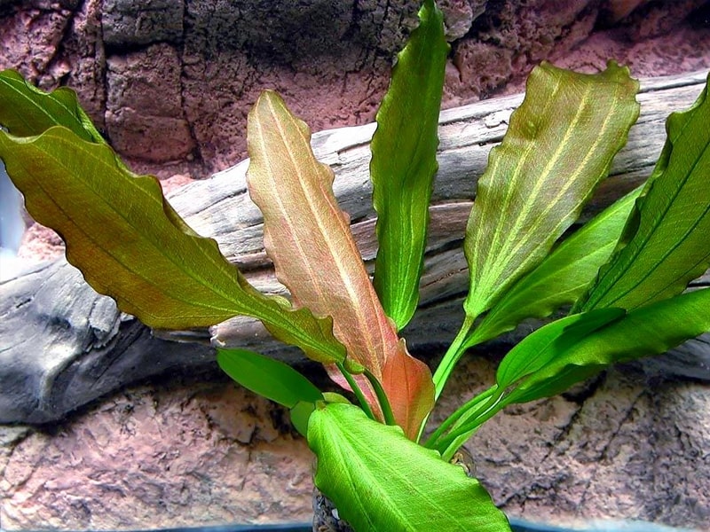 گیاه اچینودوروس رز