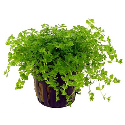 گیاه همانتوس گلومراتوس
