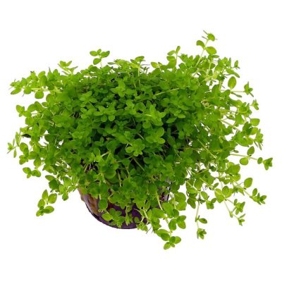 گیاه همانتوس گلومراتوس