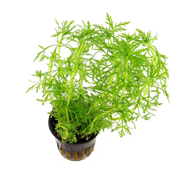 گیاه لودویجیا آرکواتا