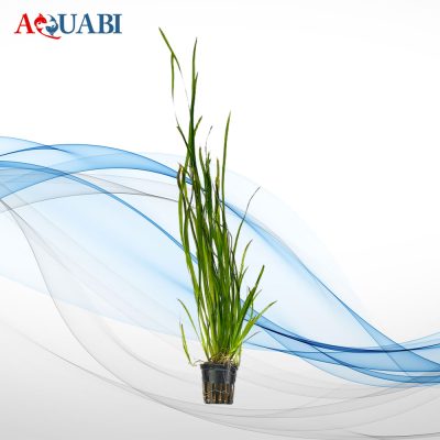 گیاه والیسزتا نانا