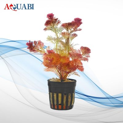 گیــاه کابومبا