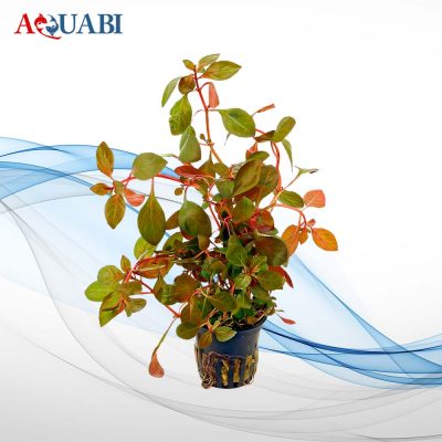 گیاه لودویجیا روبین