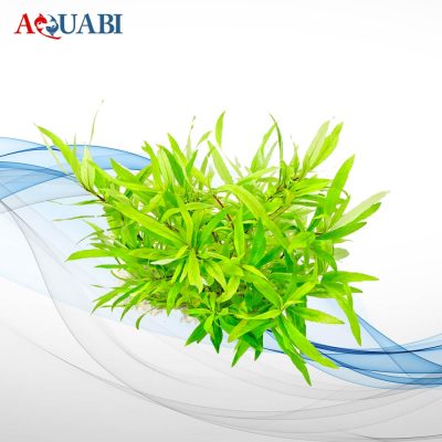 گیـاه هیگروفیلا کوریمبوزا
