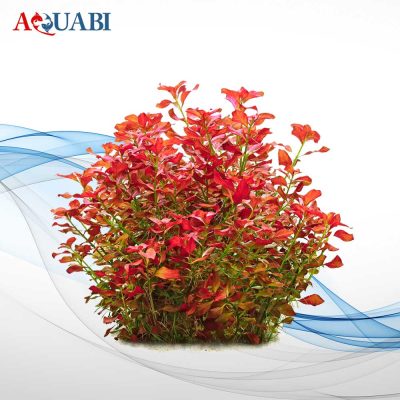 گیـاه لودویجیا ریپنس