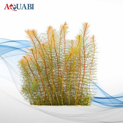 Rotala sp. 'Vietnam'