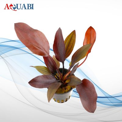 گیـاه اکینودوروس آفلامه