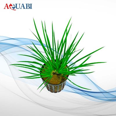 گیـاه Acorus gramineus 'Pusillus'