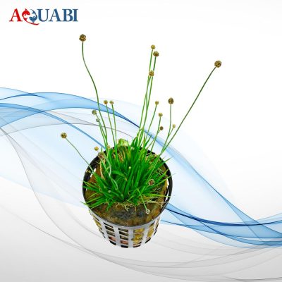 گیـاه اریوکاولون سینریوم