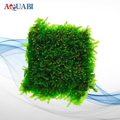 گیـاه خزه کریسمس
