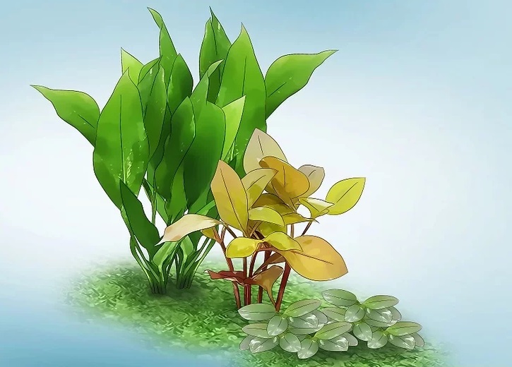 موقعیت گیاهان را از نظر زیبایی مشخص کنید. 