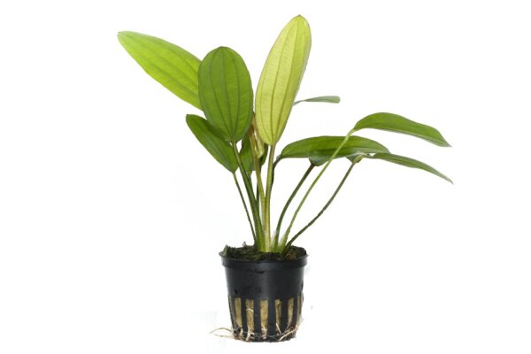 میزان co2 مناسب برای این گیاه در آکواریوم