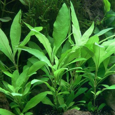 گیـاه هیگروفیلا کوریمبوزا
