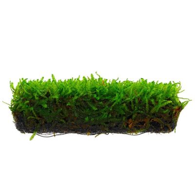 گیـاه هوس گریسمس