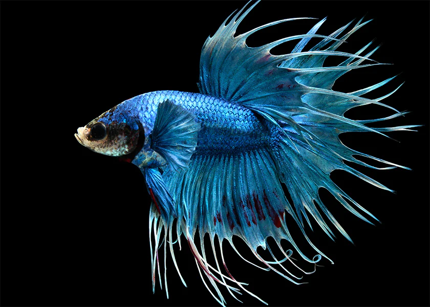 Betta splendens "Crowntail Betta