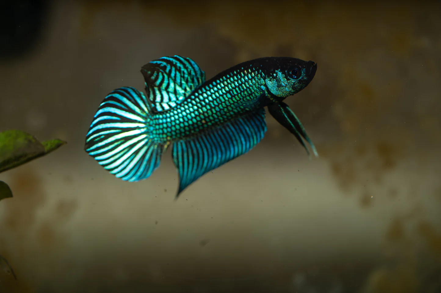 Betta mahachaiensis
