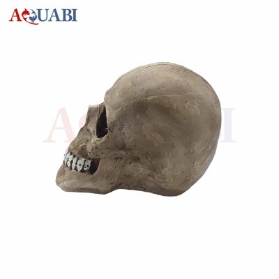 جمجمه تزیینی آکواریوم