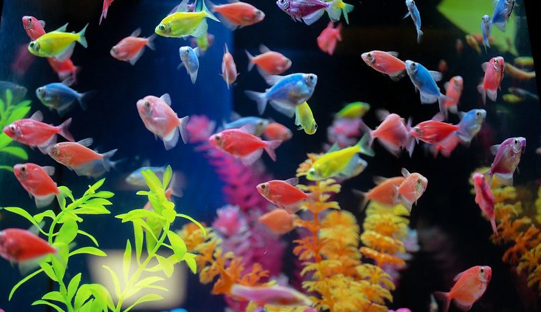 تکثیر GloFish در آکواریوم