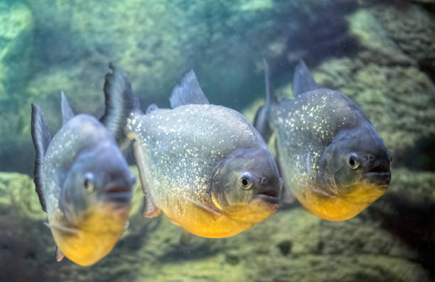 انواع ماهی پیرانا