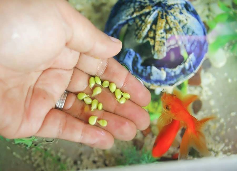 غذای ماهی قرمز