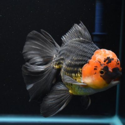 ماهی گلدفیش اوراندا