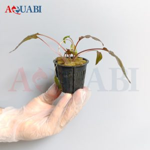 گیـاه آکواریوم کریپتوکورین وینتی برآون