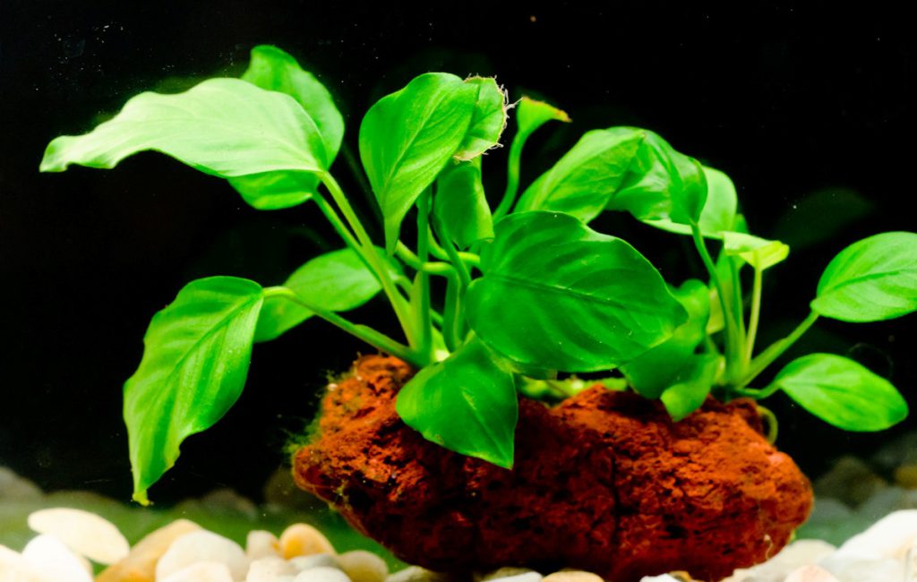گیاه آکواریوم در اصفهان