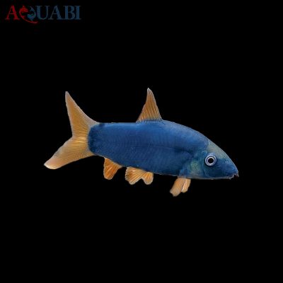 ماهی لوچ بوتیا آبی