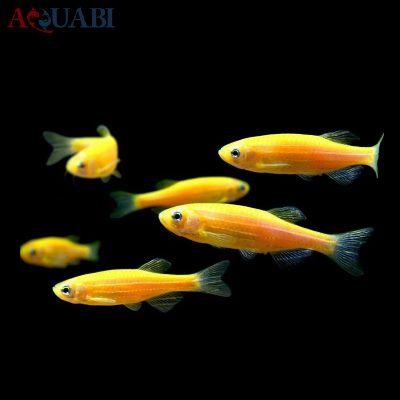 ماهی زبرا پرتقالی