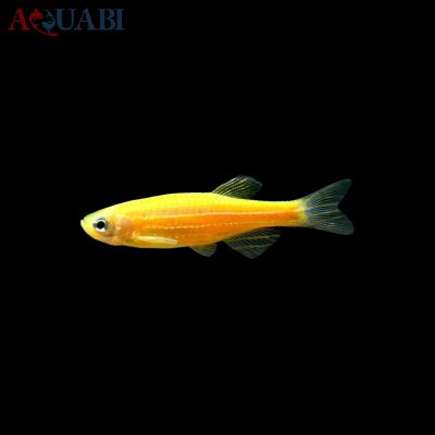 ماهی زبرا پرتقالی