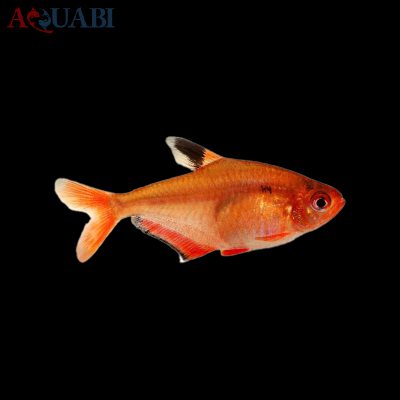 ماهی تترا جواهر